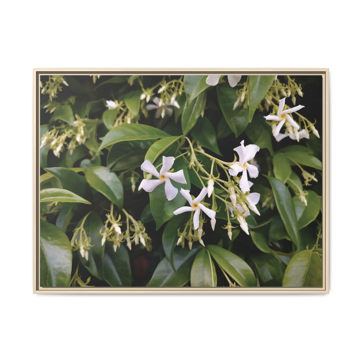 Gelsomino (Jasminum officinale) | Framed Canvas