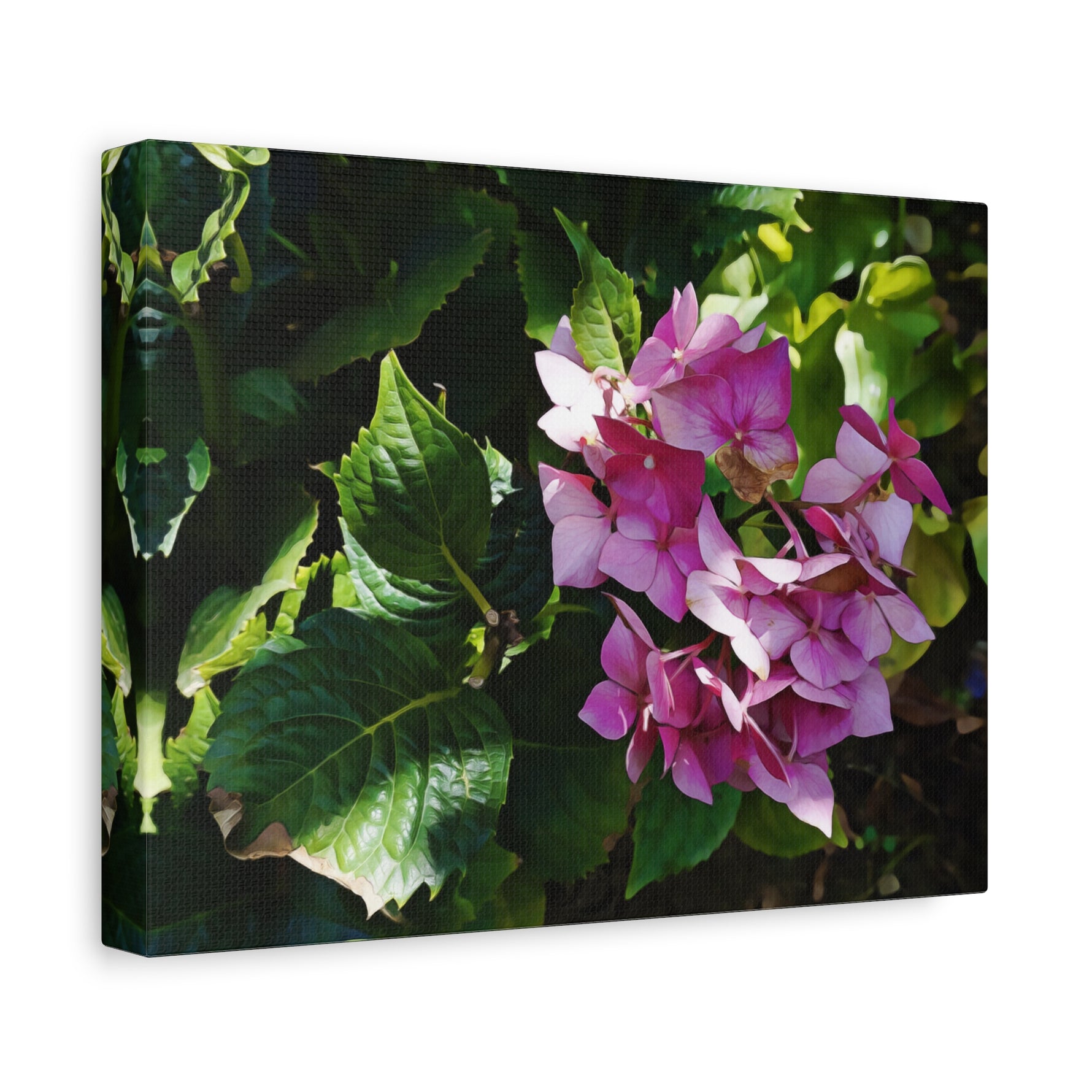 Stretched Matte Canvas - Flower of Ortensia/Hydrangea Macrophylla