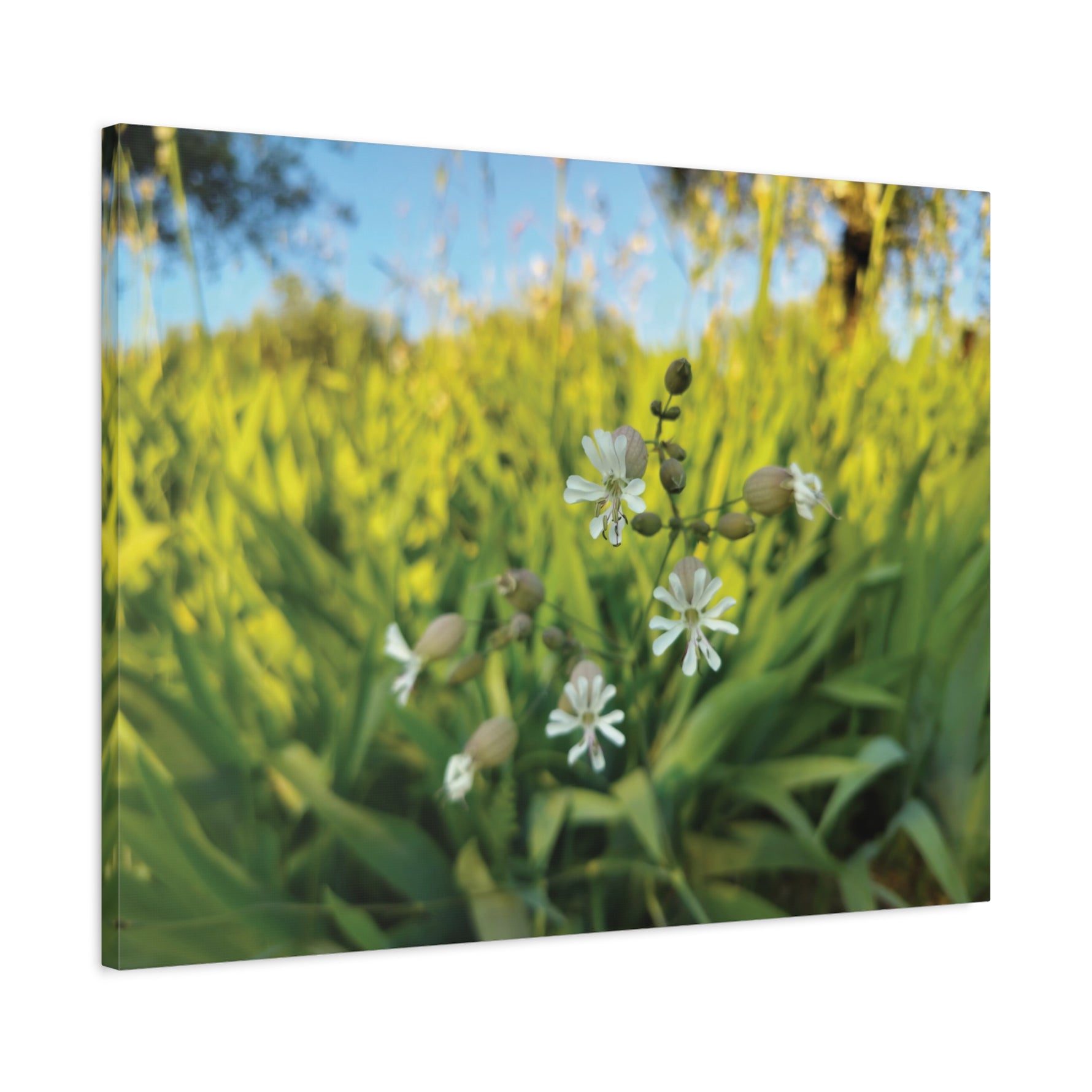 Stretched Matte Canvas - Flower of Silene Vulgaris