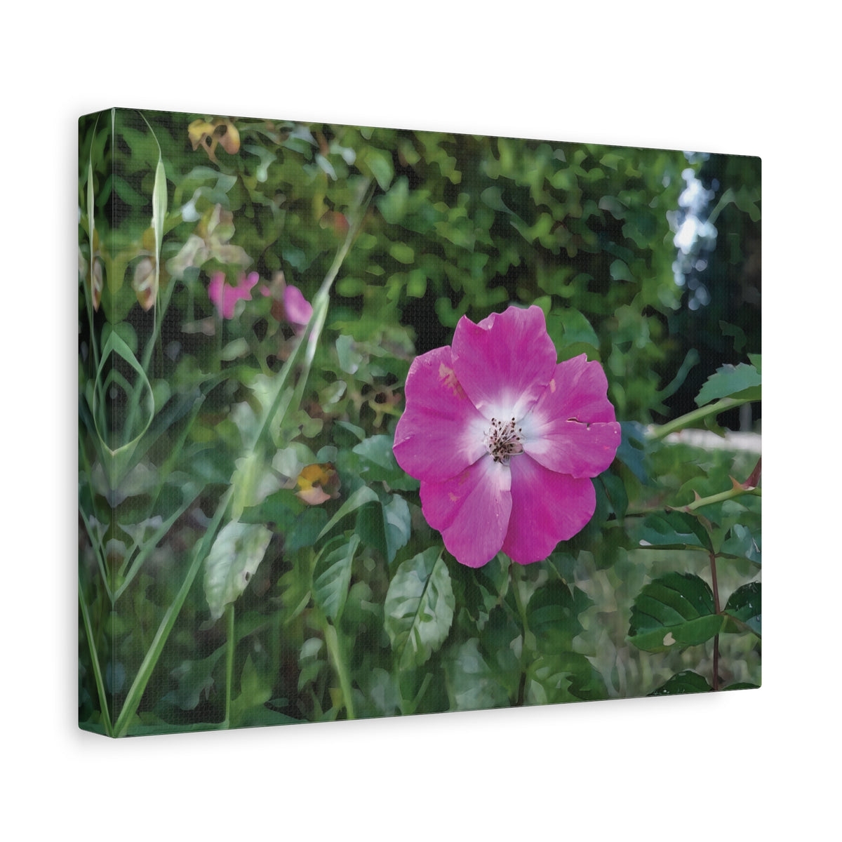 Stretched Matte Canvas - Flower of Rosa Pendulina
