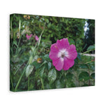Stretched Matte Canvas - Flower of Rosa Pendulina