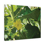Stretched Matte Canvas - Flower of Cucumber
