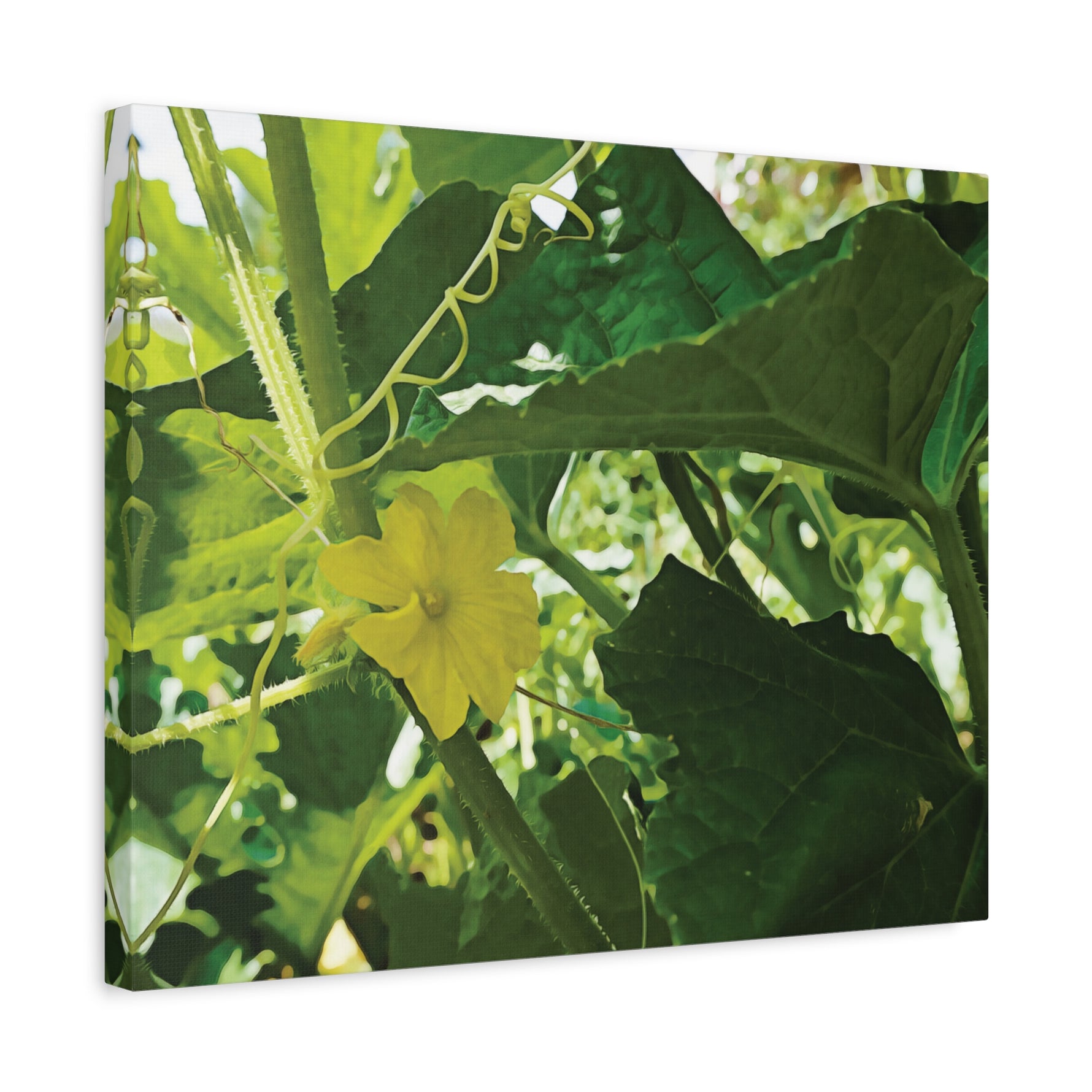 Stretched Matte Canvas - Flower of Cucumber