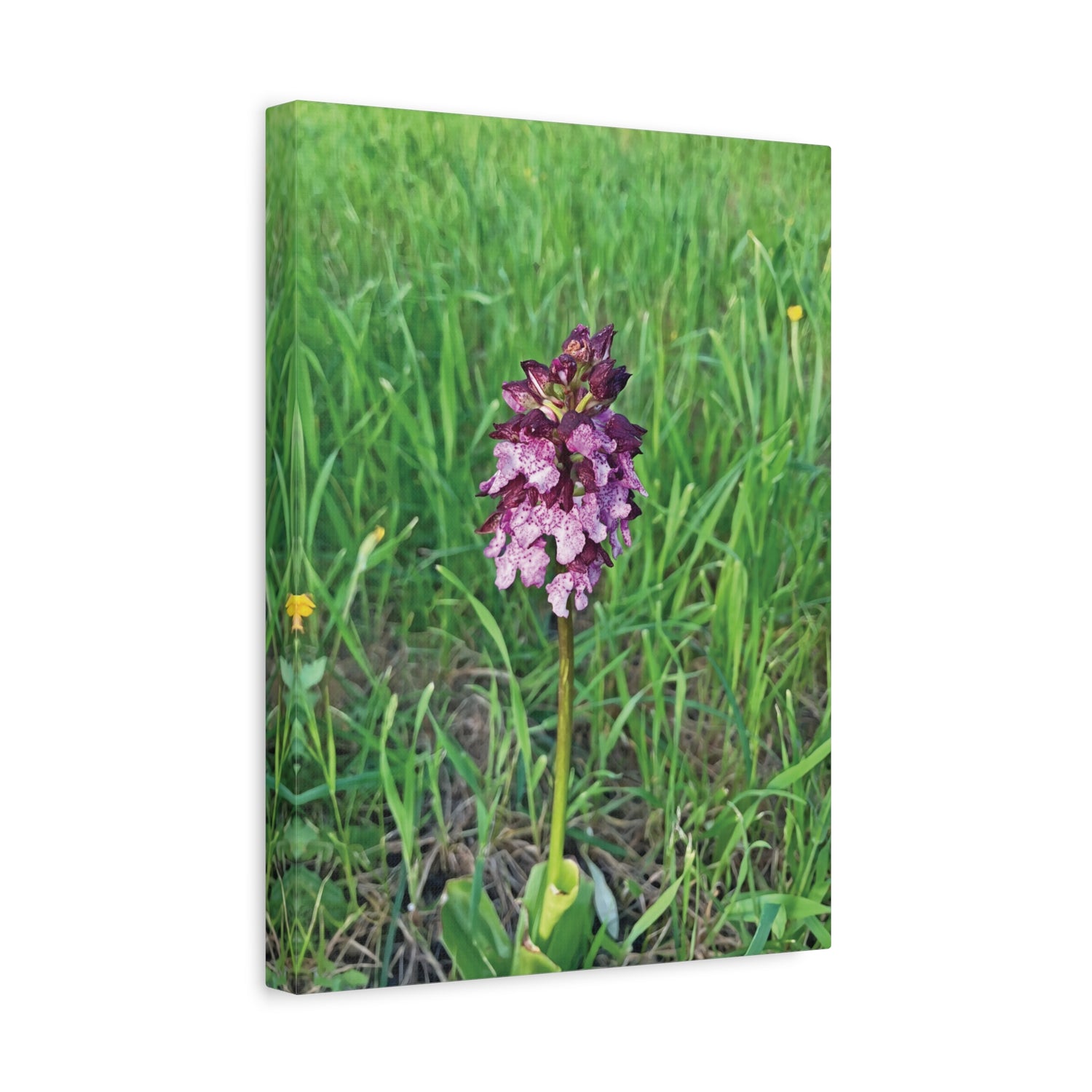 Stretched Matte Canvas - Flower of Orchis Purpurea