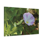 Stretched Matte Canvas - Flower of Convolvulus Arvensis/Vilucchio