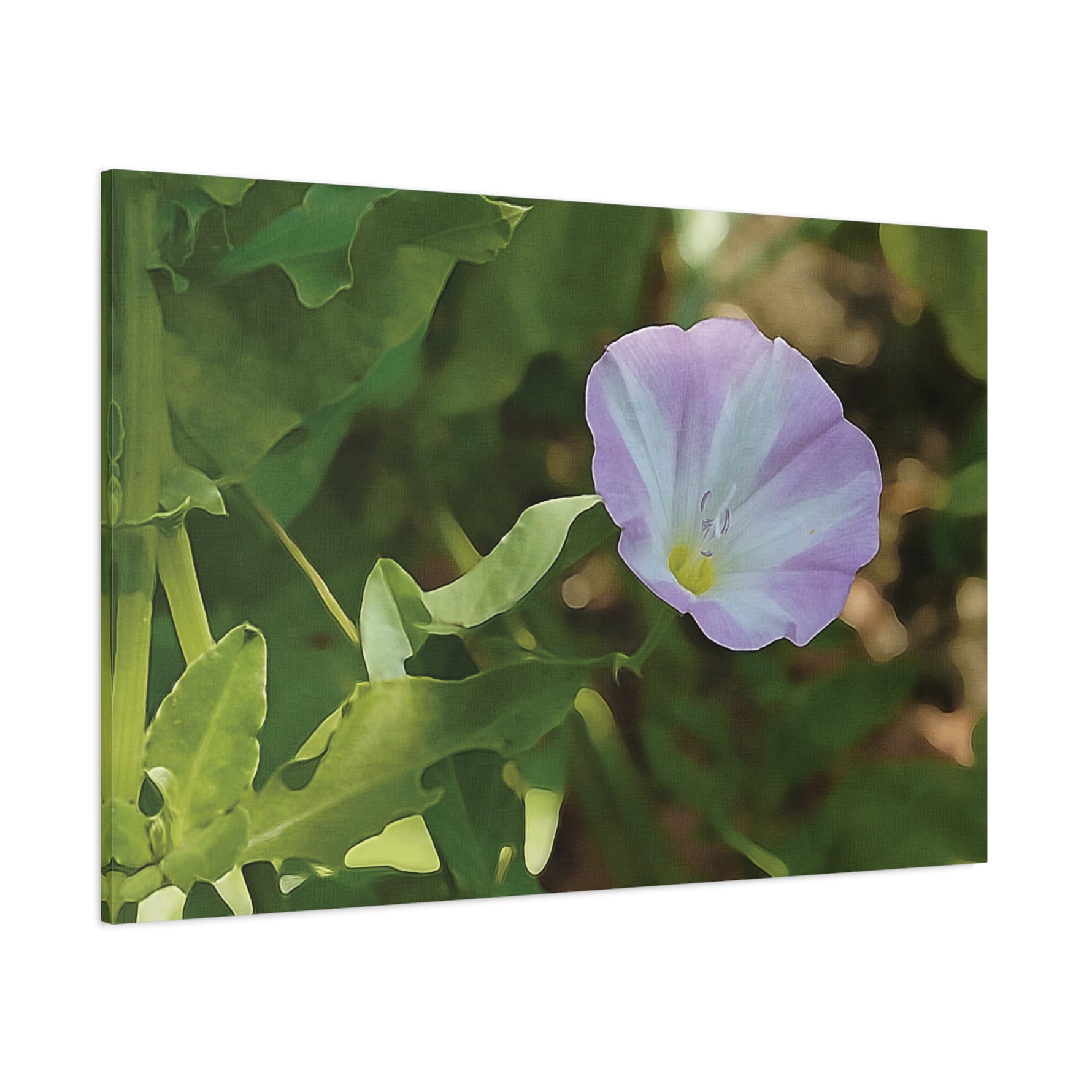 Stretched Matte Canvas - Flower of Convolvulus Arvensis/Vilucchio
