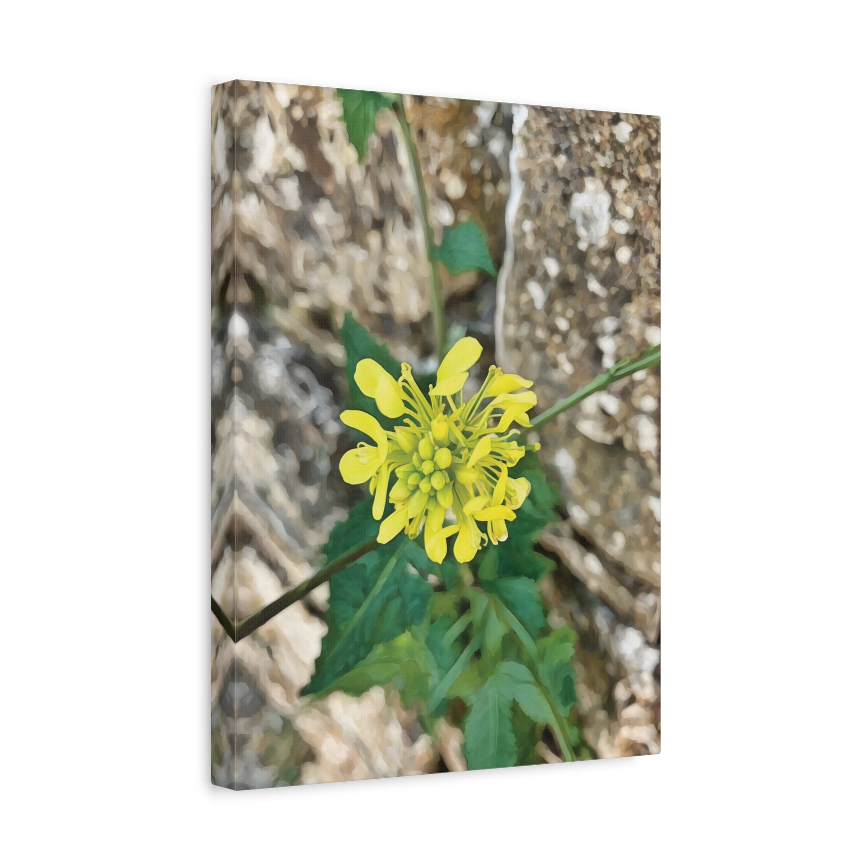 Stretched Matte Canvas - Flower of Sinapis Arvensis