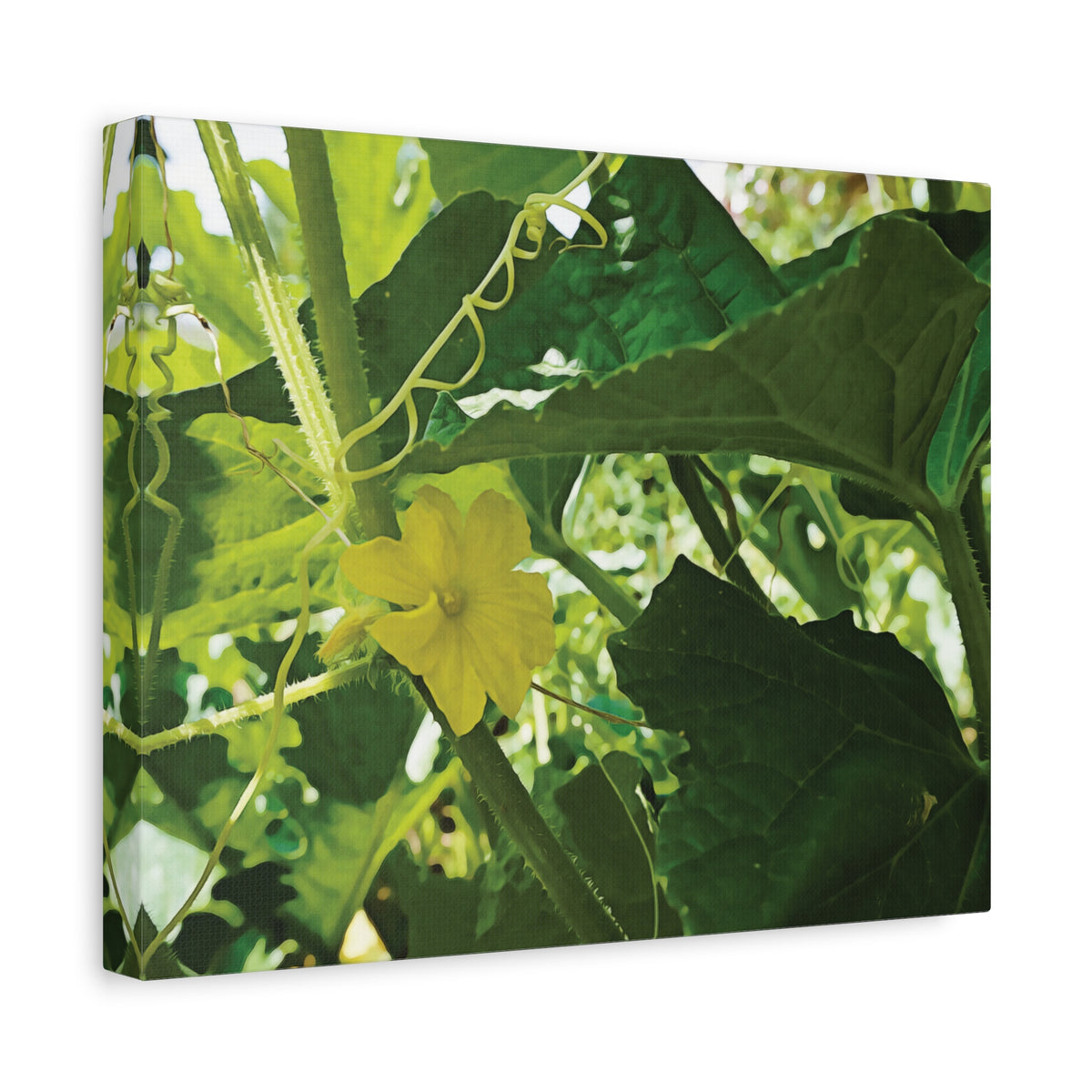 Stretched Matte Canvas - Flower of Cucumber