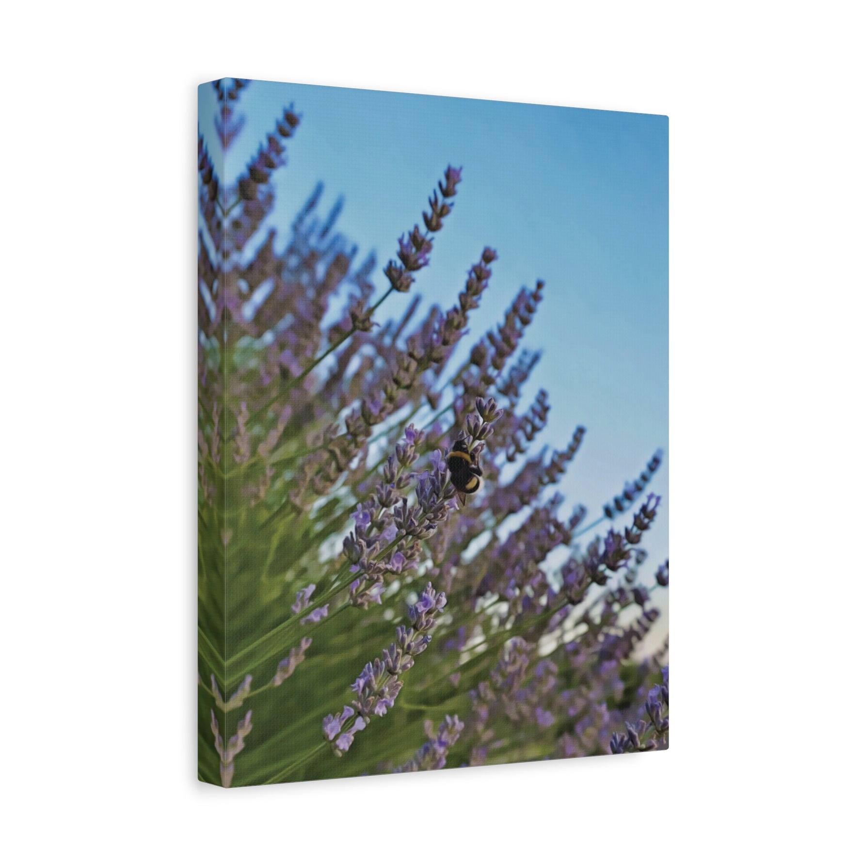 Stretched Matte Canvas - Flower of Lavender with Bombus Insect (Variant 1)