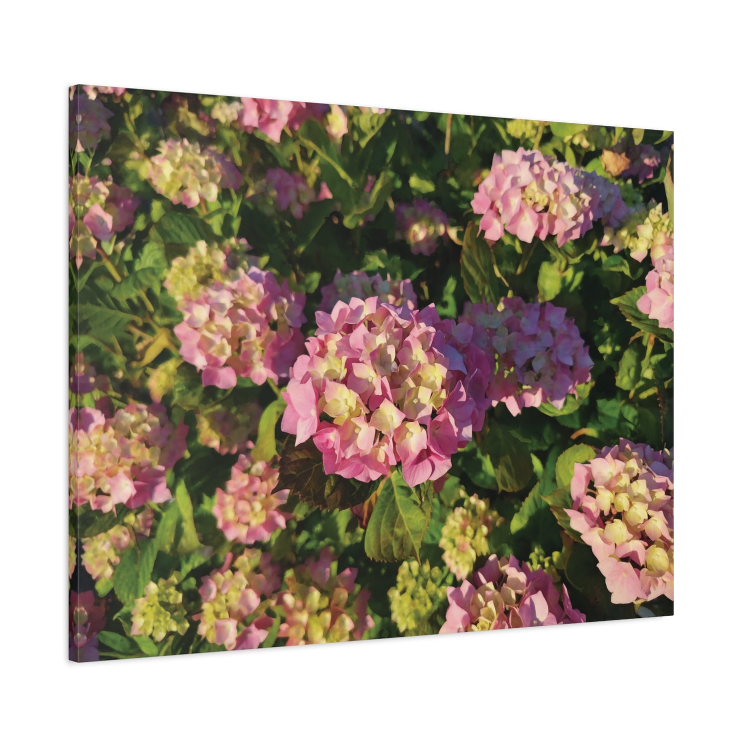 Stretched Matte Canvas - Flower of Ortensia (Pink & Yellow)