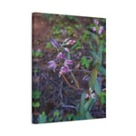 Stretched Matte Canvas - Flower of Cephalanthera Rubra