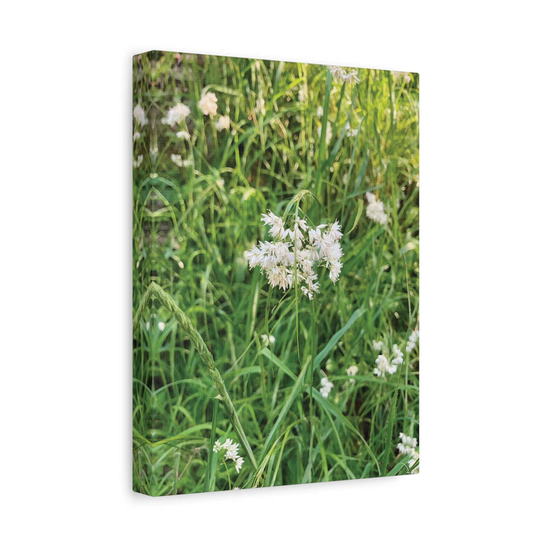 Stretched Matte Canvas - Flower of Luzula Nivea