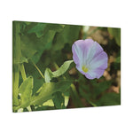 Stretched Matte Canvas - Flower of Convolvulus Arvensis/Vilucchio