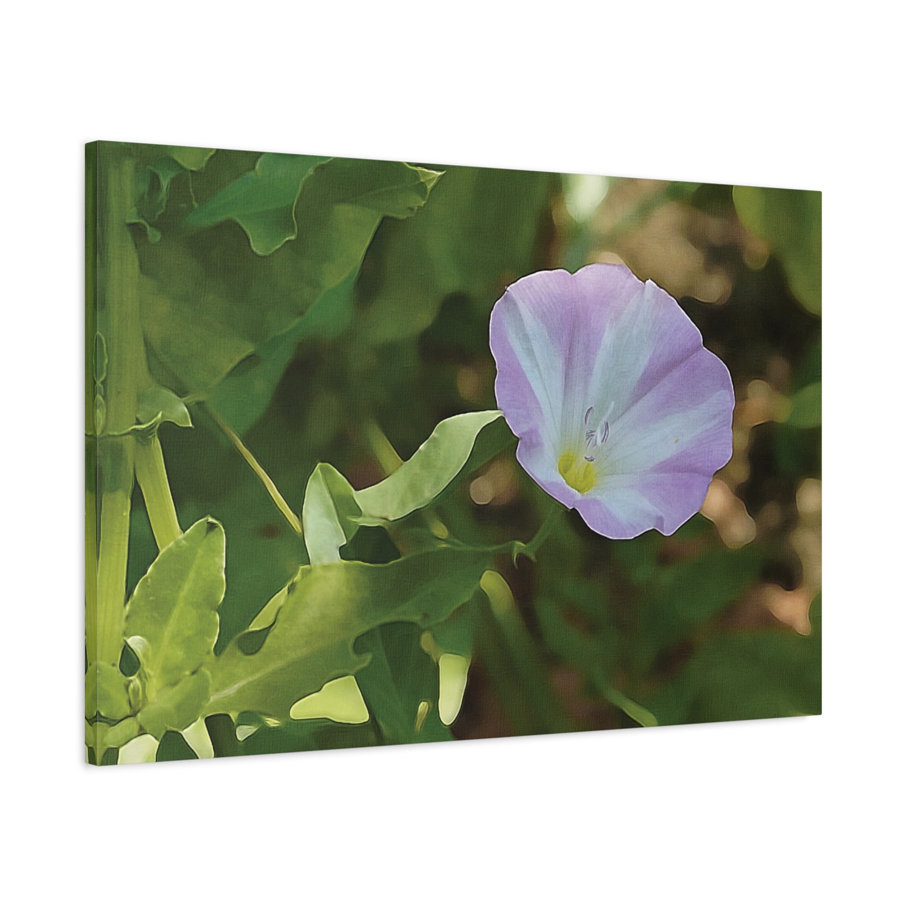 Stretched Matte Canvas - Flower of Convolvulus Arvensis/Vilucchio