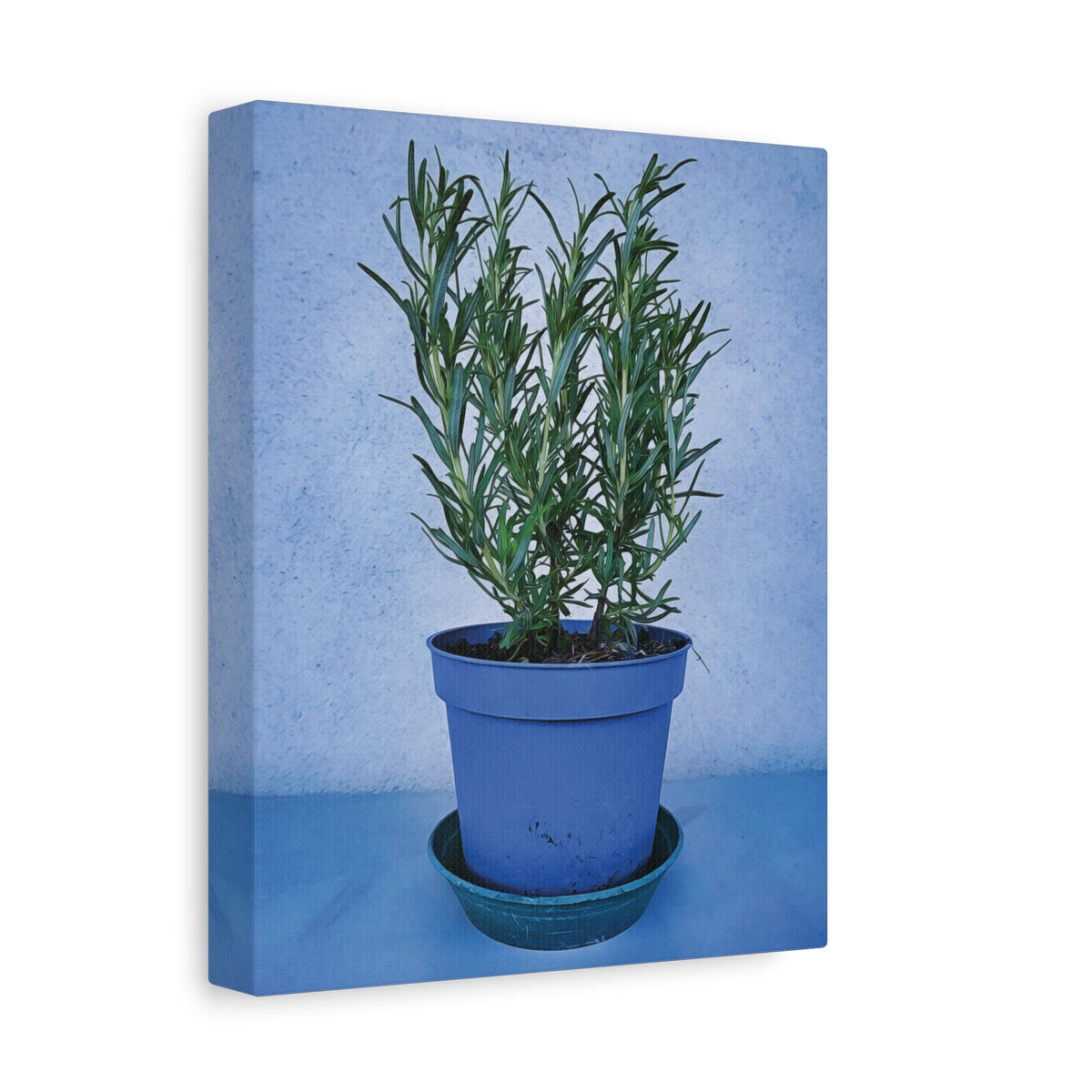 Stretched Matte Canvas - Rosemary Plant