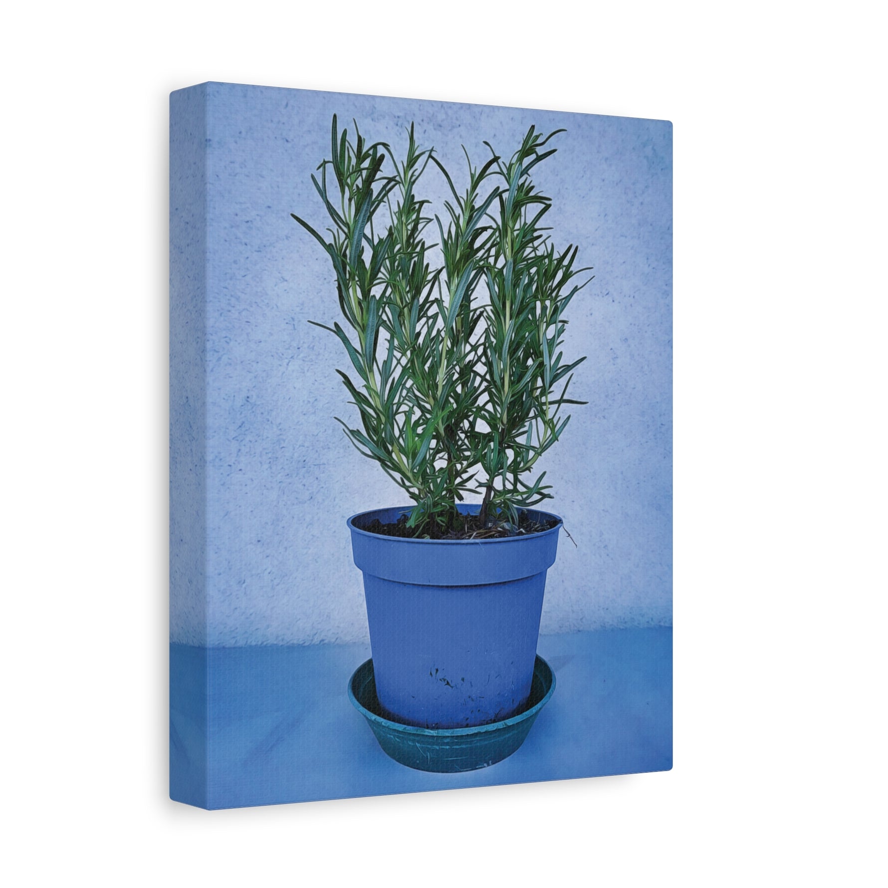 Stretched Matte Canvas - Rosemary Plant