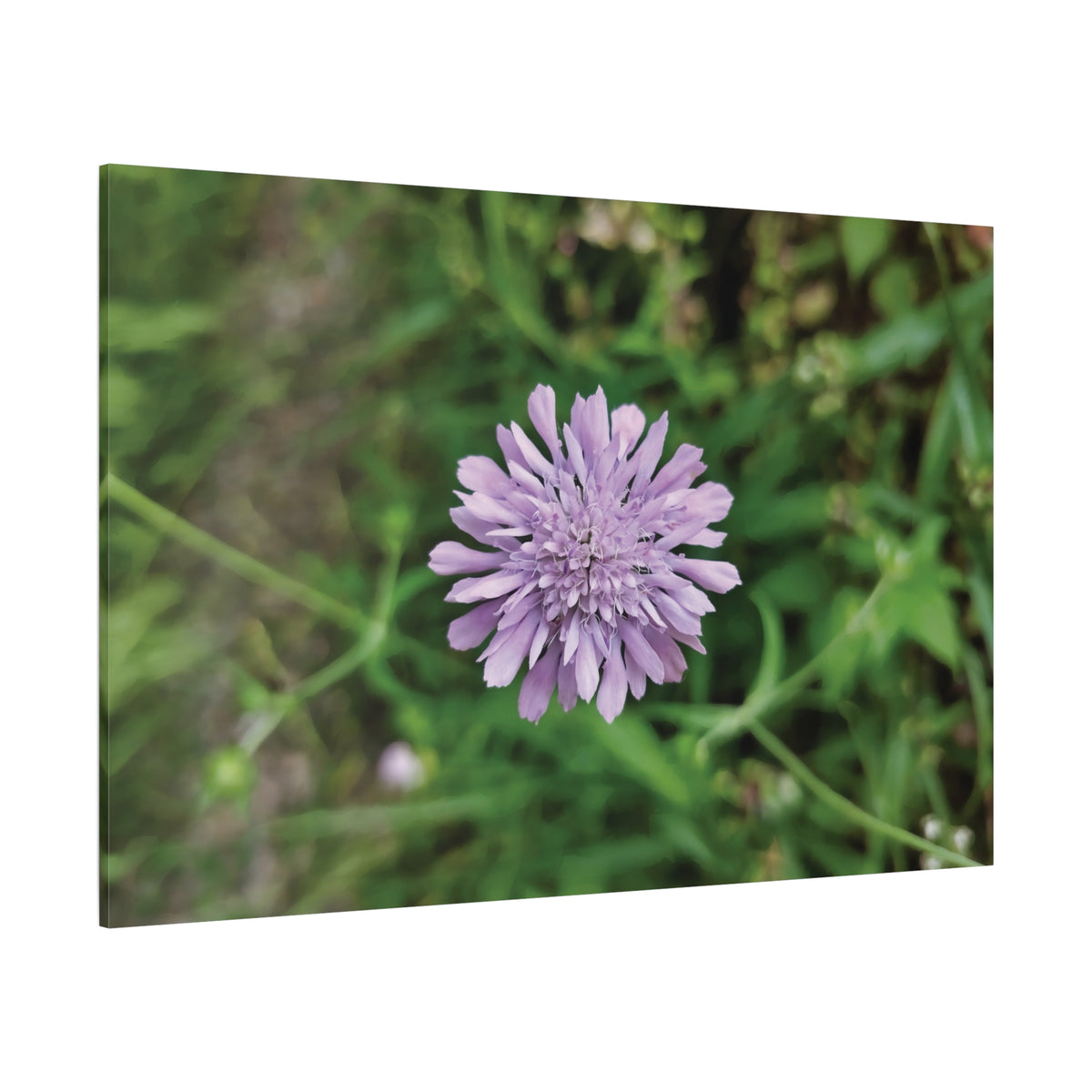 Stretched Matte Canvas - Flower of Knautia Integrifolia (Ambretta annuale)