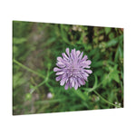 Stretched Matte Canvas - Flower of Knautia Integrifolia (Ambretta annuale)