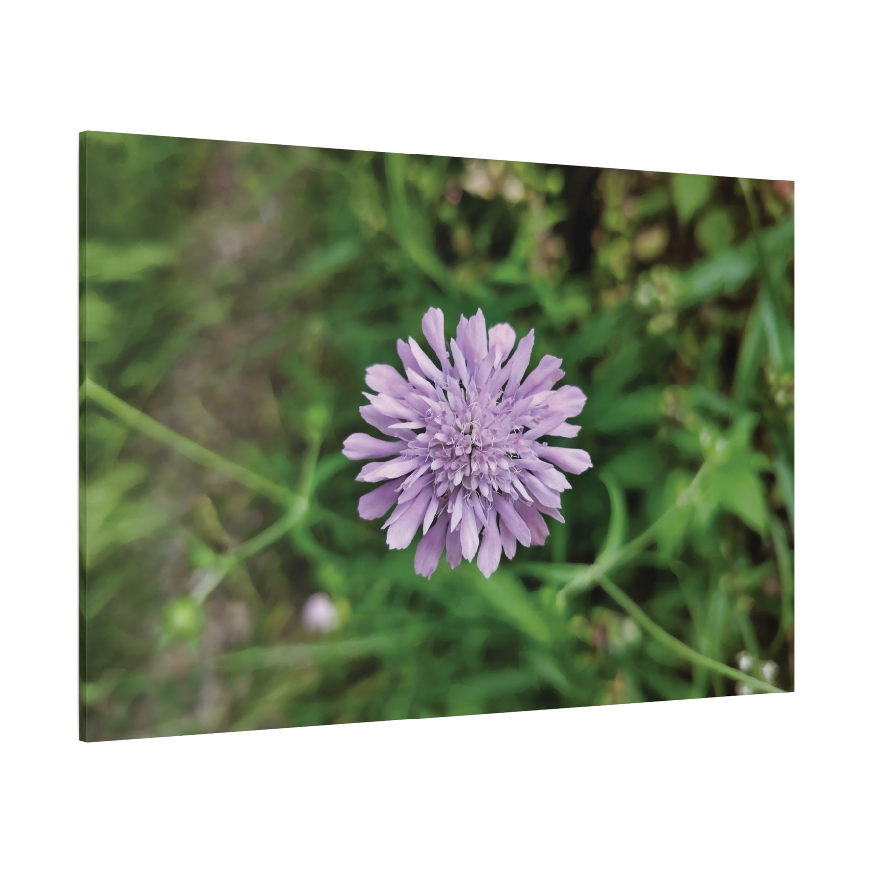 Stretched Matte Canvas - Flower of Knautia Integrifolia (Ambretta annuale)