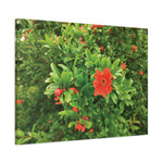 Stretched Matte Canvas - Flower of Melograno (Punica Granatum)