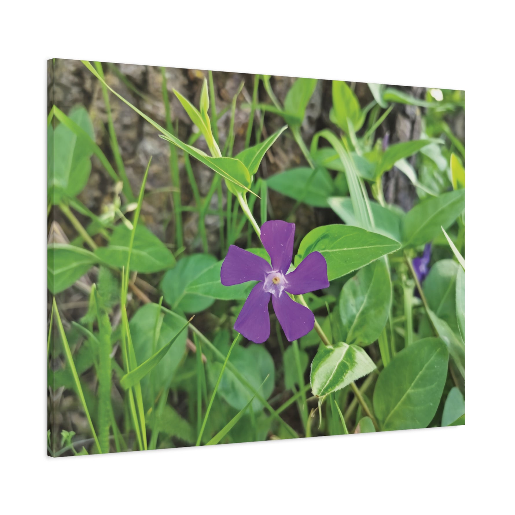 Stretched Matte Canvas - Flower of Vinca Major