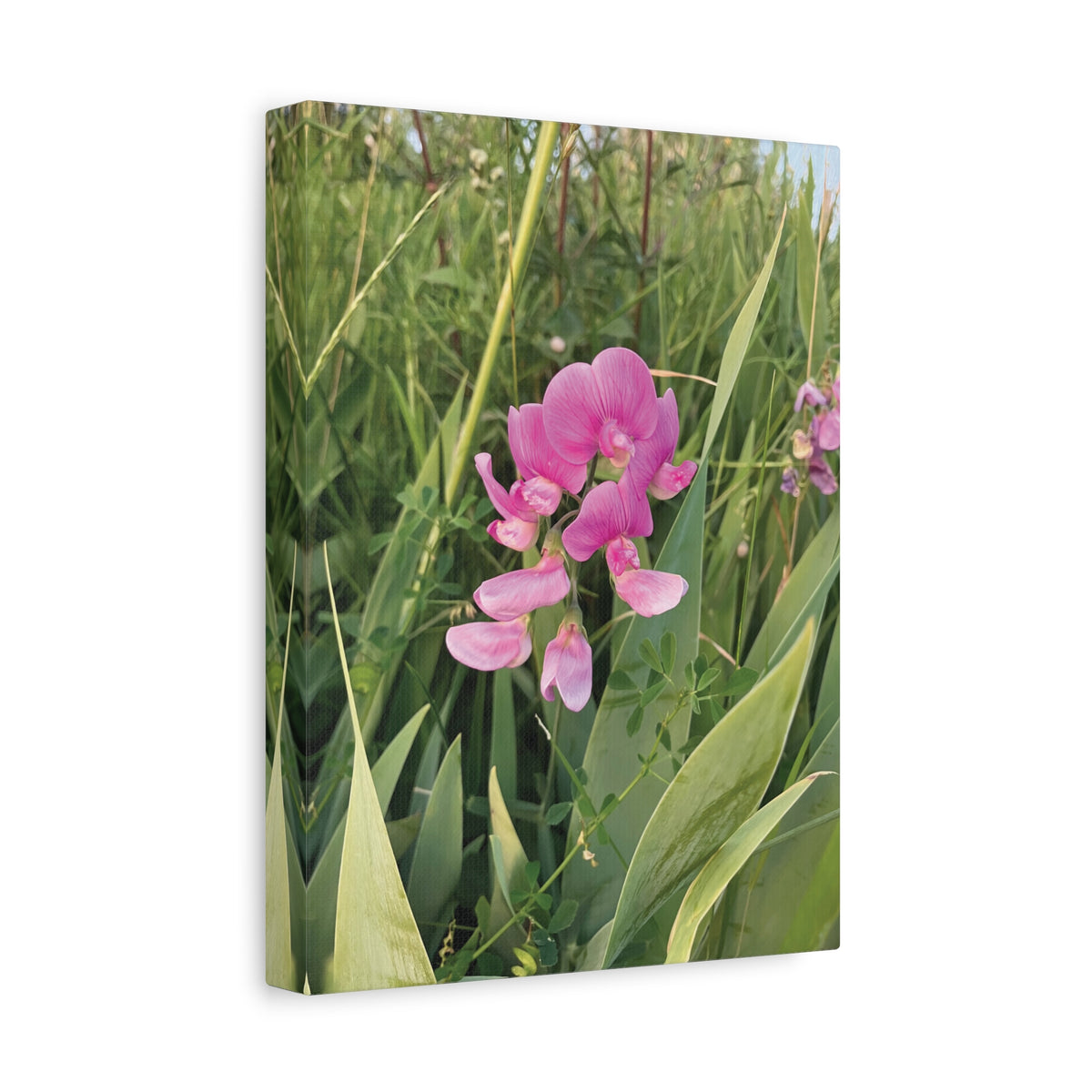 Stretched Matte Canvas - Flower of Lathyrus