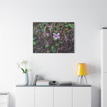 Stretched Matte Canvas - Flower of Viola Silvestre