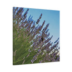 Stretched Matte Canvas - Flower of Lavender with Bombus Insect (Variant 1)