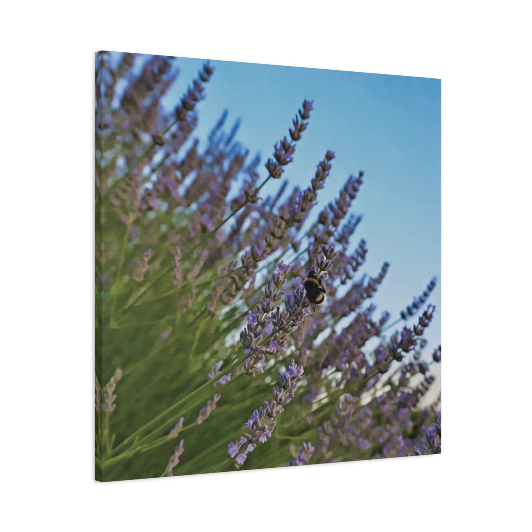 Stretched Matte Canvas - Flower of Lavender with Bombus Insect (Variant 1)