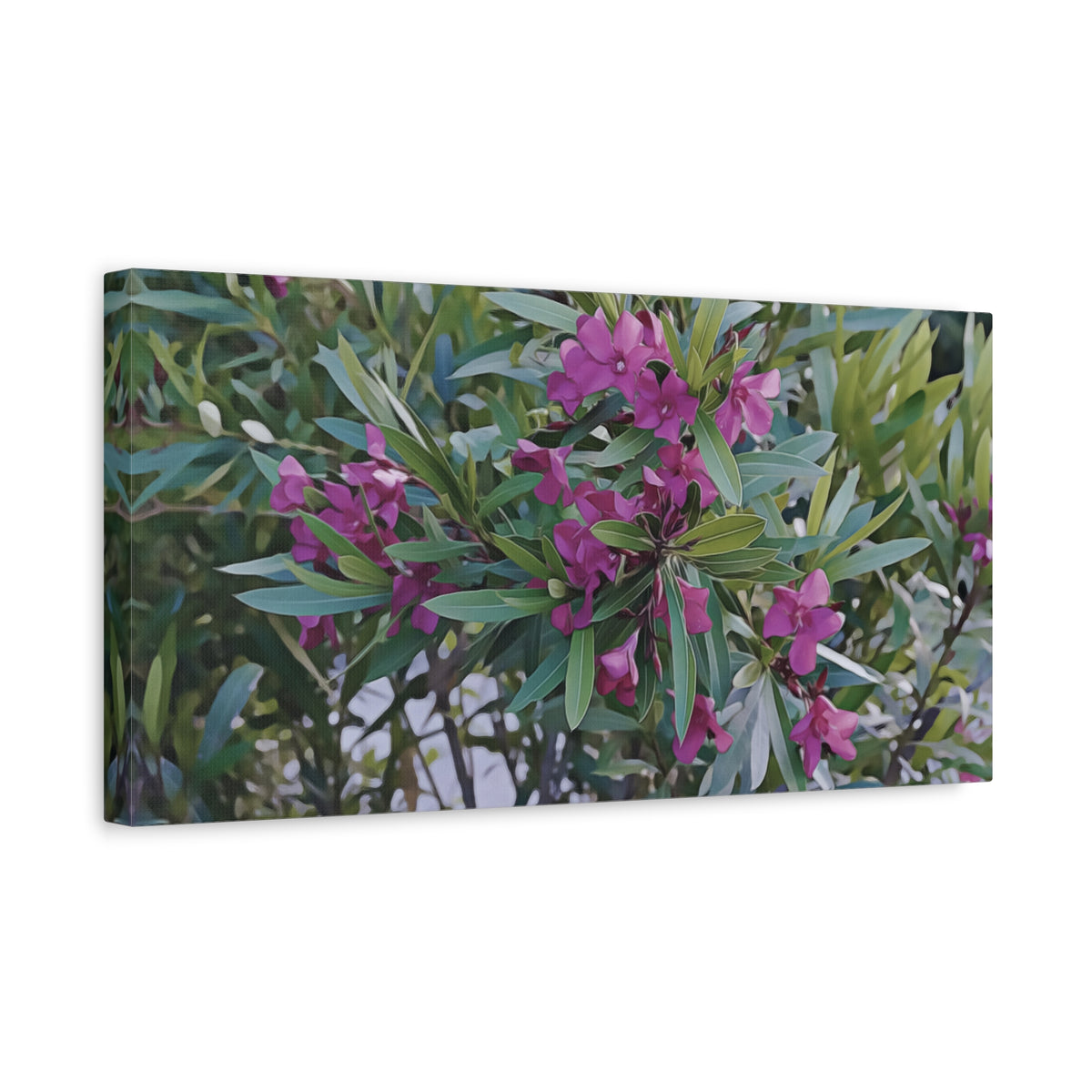 Stretched Matte Canvas - Flower of Oleander