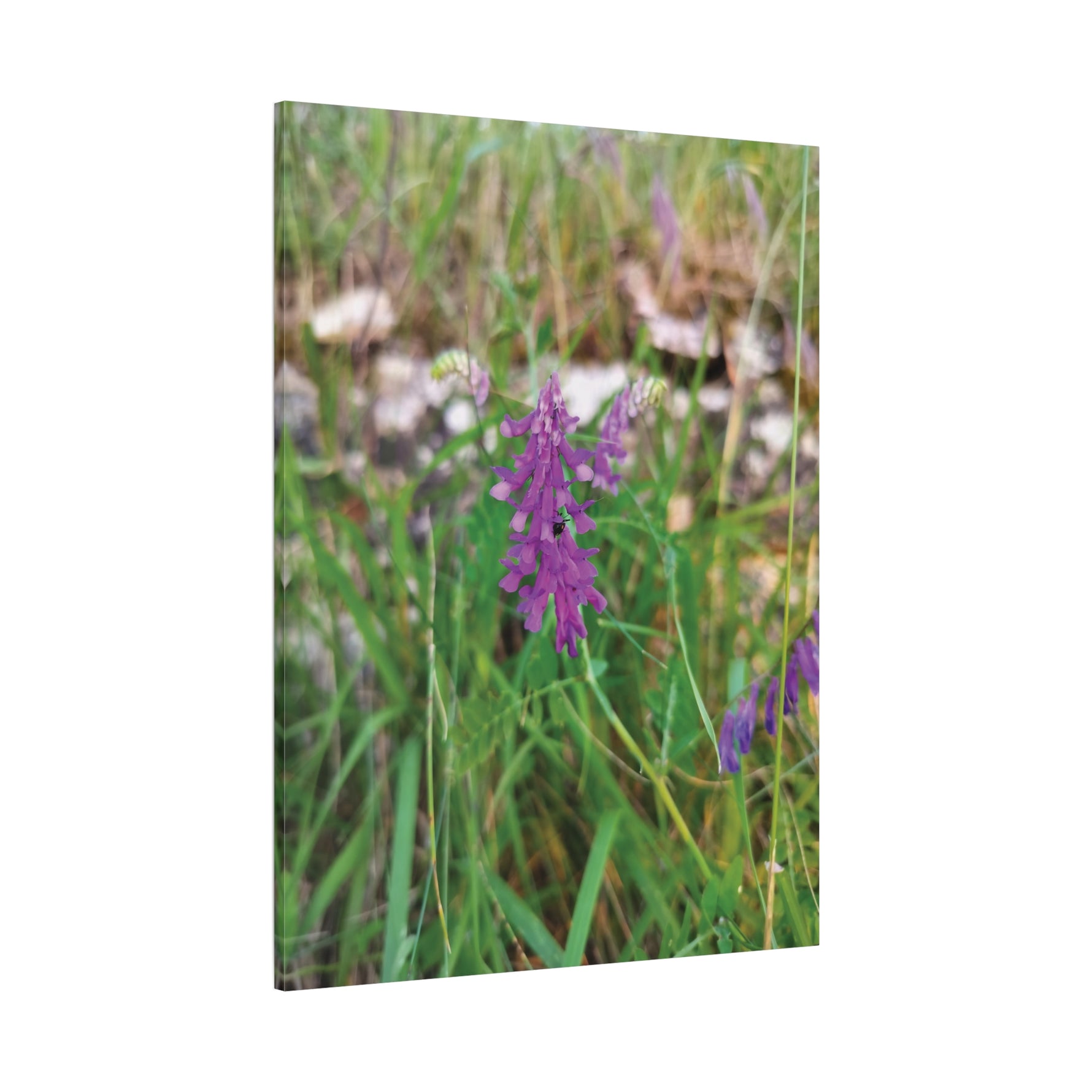 Stretched Matte Canvas - Flower of Vicia