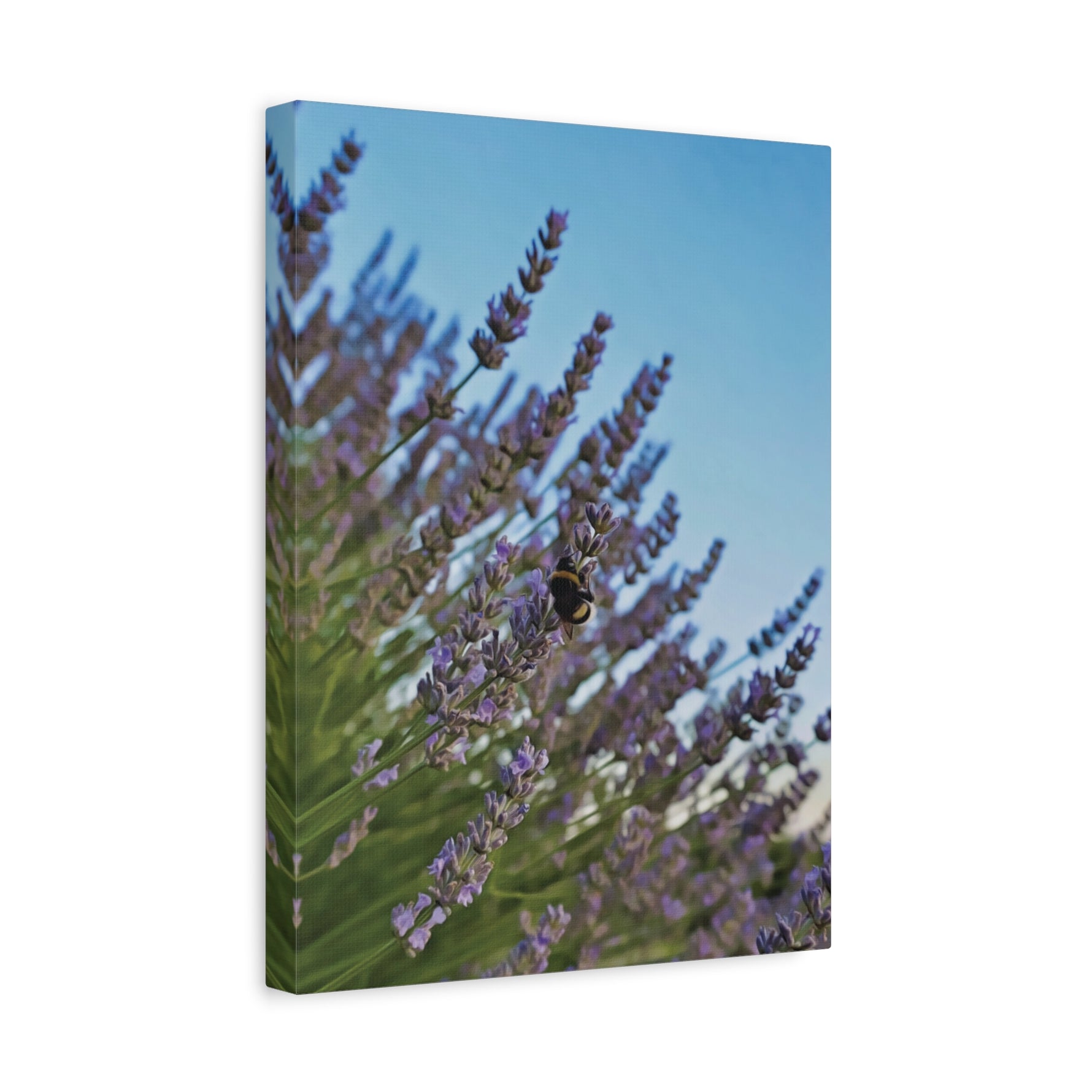Stretched Matte Canvas - Flower of Lavender with Bombus Insect (Variant 1)