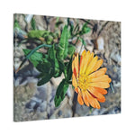 Stretched Matte Canvas - Poly Art - Flower of Calendula (Variant 2)