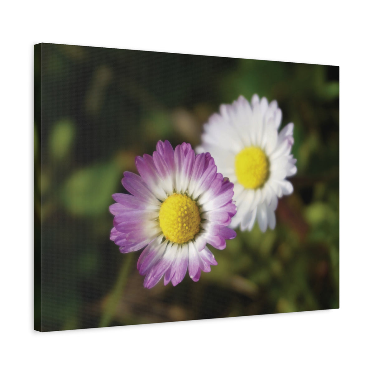 Stretched Matte Canvas - Flower of Daisies