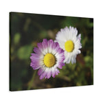 Stretched Matte Canvas - Flower of Daisies