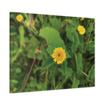 Stretched Matte Canvas - Flower of Crisantemo Campestre (Glebionis Segetum)