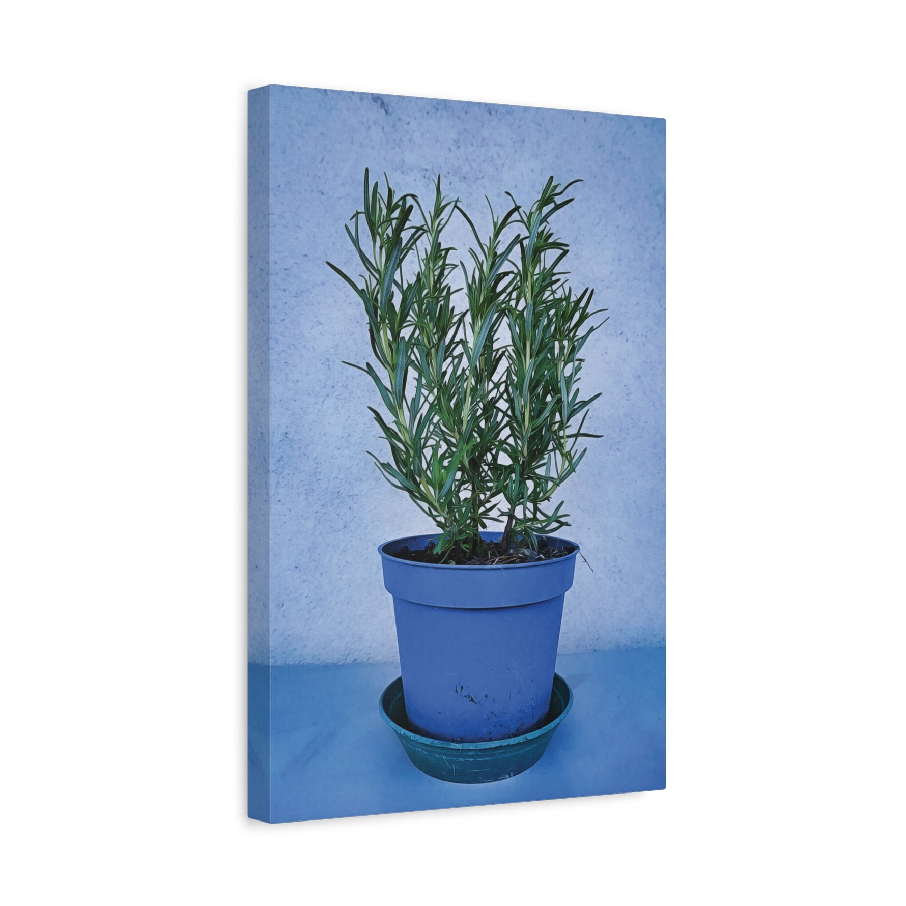 Stretched Matte Canvas - Rosemary Plant