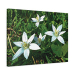 Stretched Matte Canvas - Flower of Ornithogalum