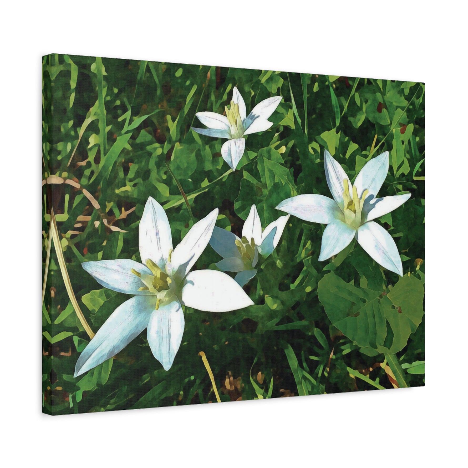 Stretched Matte Canvas - Flower of Ornithogalum