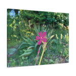 Stretched Matte Canvas - Flower of Silene Dioica (Variant 2)