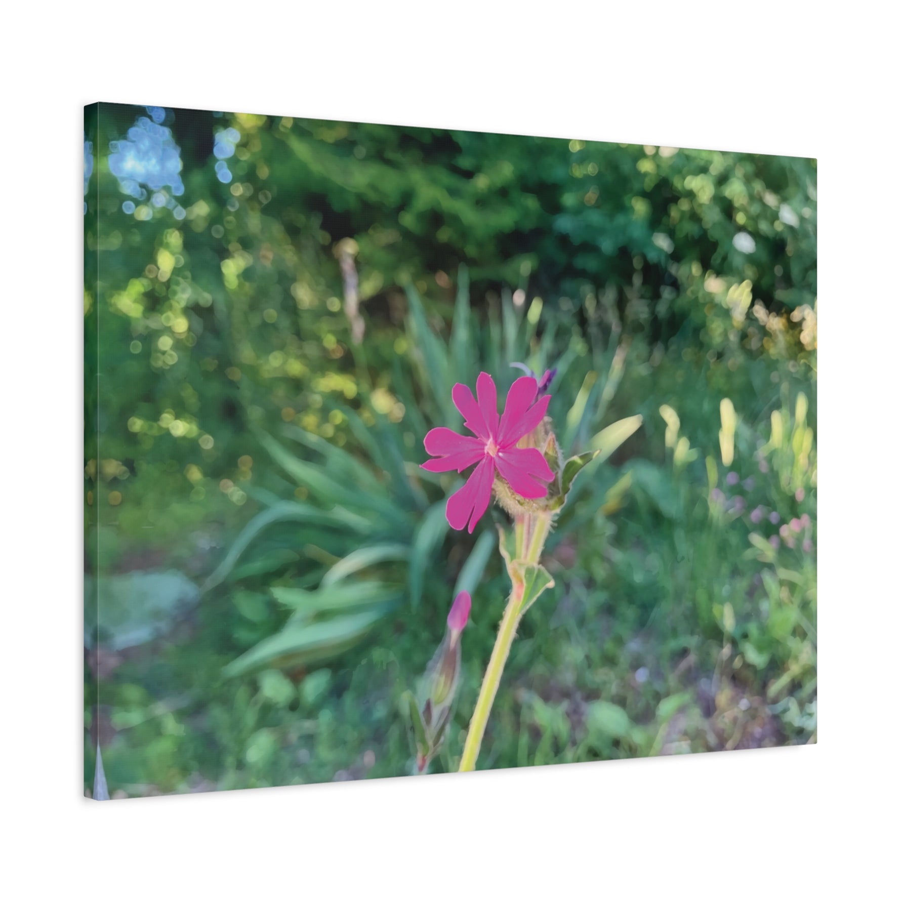Stretched Matte Canvas - Flower of Silene Dioica (Variant 2)
