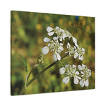 Stretched Matte Canvas - Flower with a small insect