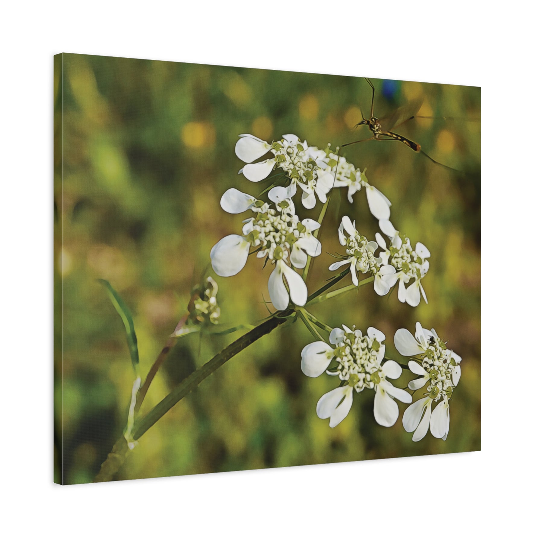 Stretched Matte Canvas - Flower with a small insect