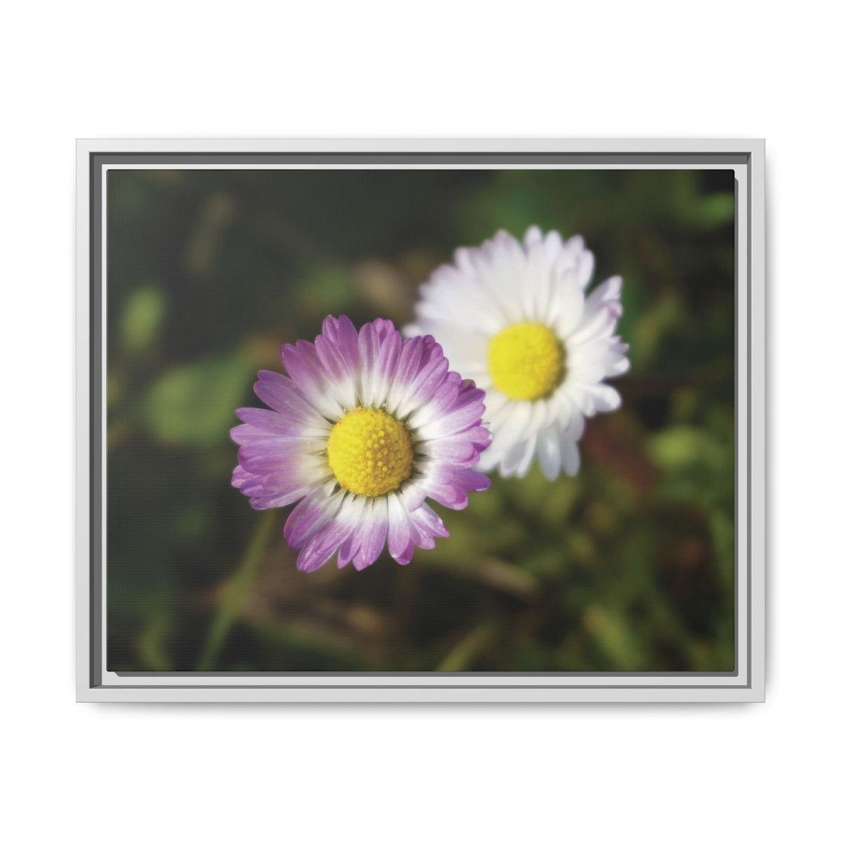 Daisies Blossoms | Framed Canvas