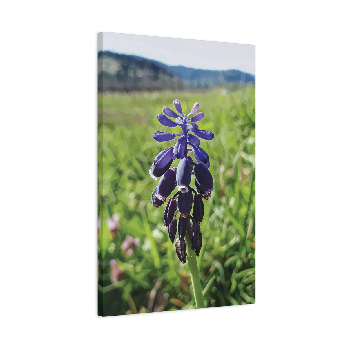 Stretched Matte Canvas - Poly Art - Flower of Muscari