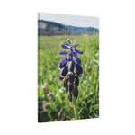 Stretched Matte Canvas - Poly Art - Flower of Muscari