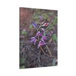 Stretched Matte Canvas - Poly Art - Flower of Cephalanthera Rubra