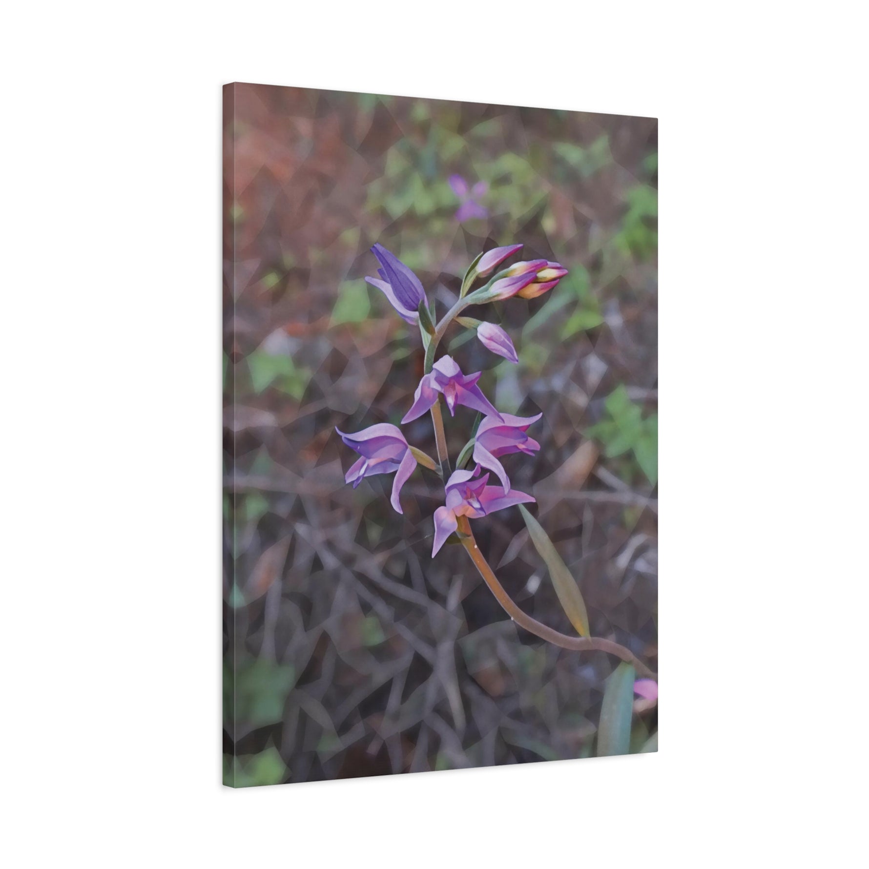 Stretched Matte Canvas - Poly Art - Flower of Cephalanthera Rubra