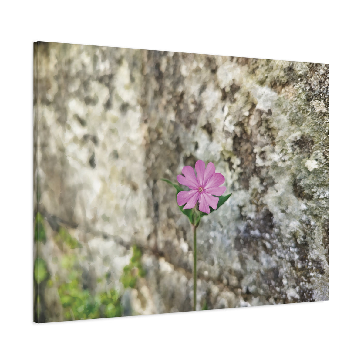 Stretched Matte Canvas - Flower of Silene Dioica (Variant 1)