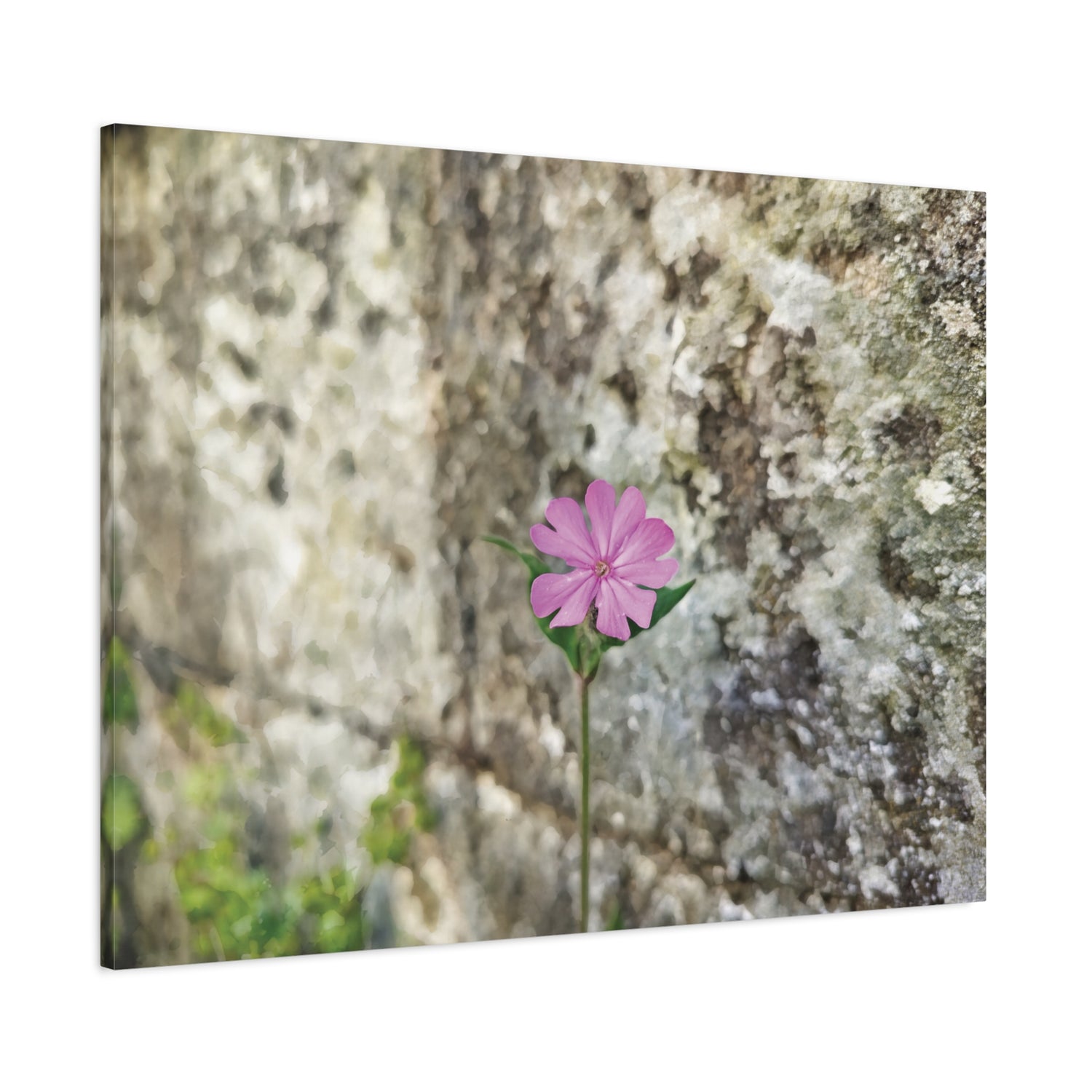 Stretched Matte Canvas - Flower of Silene Dioica (Variant 1)
